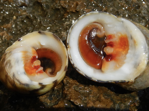 Bleeding Tooth Nerite