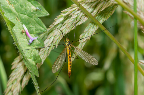Nephrotoma flavescens