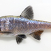 Redfin Shiner - Photo (c) Michael Tobler, all rights reserved, uploaded by Michael Tobler