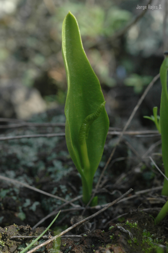 limestone adder's-tongue from C.U., Ciudad de México, CDMX, México on ...