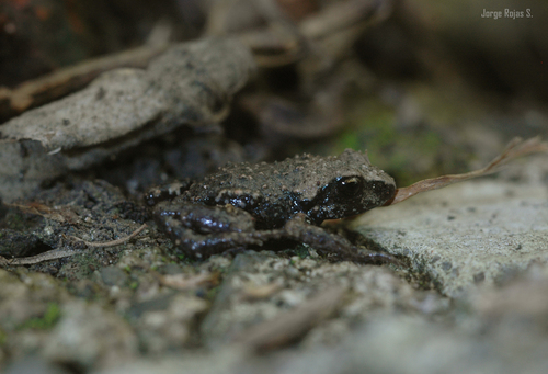 Great Peeping Frog