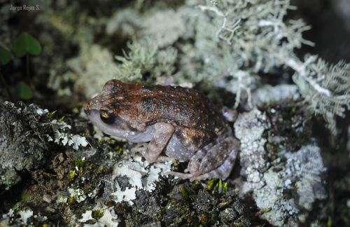Great Peeping Frog