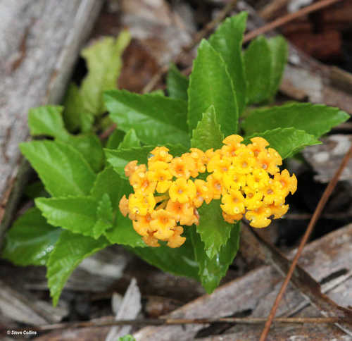 Sanibel shrubverbena (Lantana depressa var. sanibelensis)