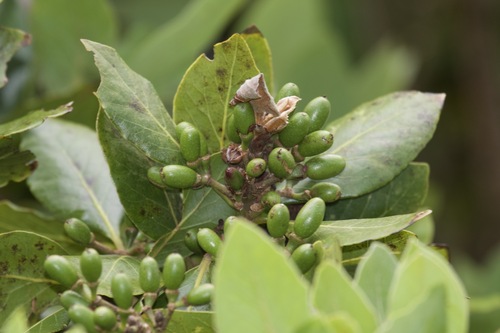Azores Laurel