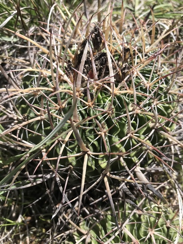 Echinofossulocactus crispatus