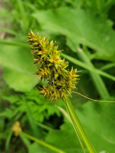 Carex alopecoidea