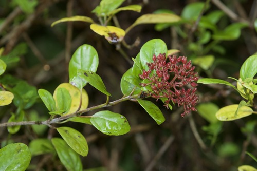Viburnum treleasei Gand.