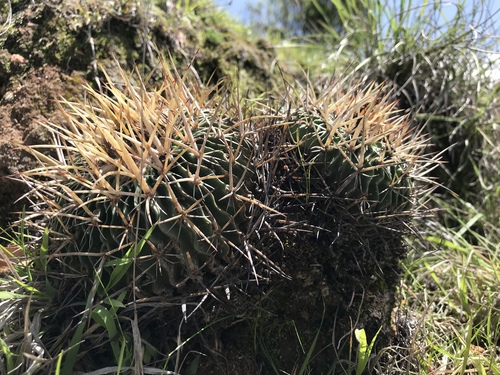 Echinofossulocactus crispatus