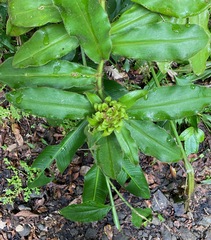 Costus villosissimus image