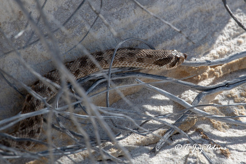 iNaturalist observation 2018-07-06