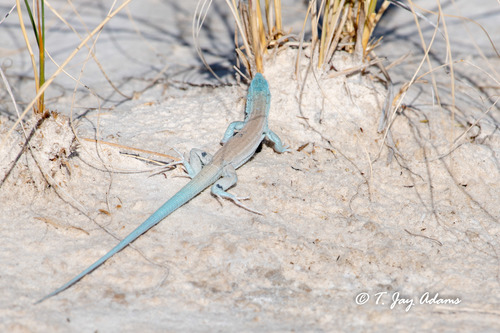 Little Striped Whiptail