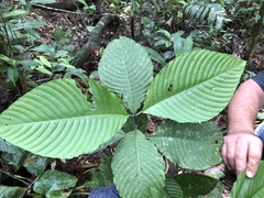 Psychotria panamensis image