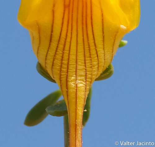 Linaria polygalifolia