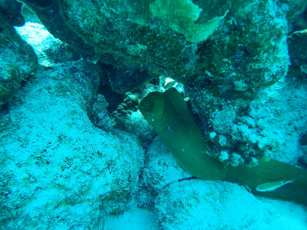 Green moray eel