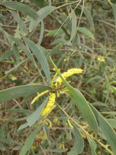 Acacia lamprocarpa