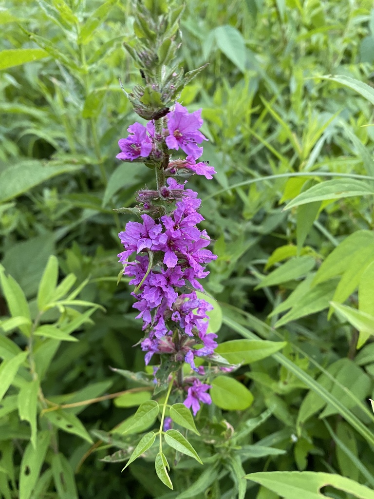 Purple Loosestrife From Boulder Brook Reservation Wellesley Hills MA   Large 