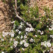 Alpine Tea-Tree - Photo (c) greenmthort, all rights reserved, uploaded by greenmthort