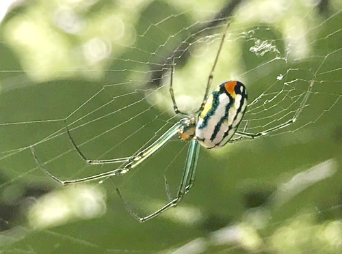 Mabel Orchard Orbweaver