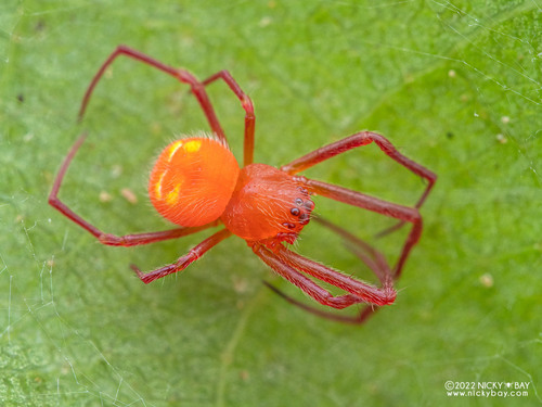 Bertrana elinguis
