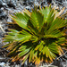 Aciphylla similis - Photo (c) williamdomenge9, all rights reserved, uploaded by williamdomenge9