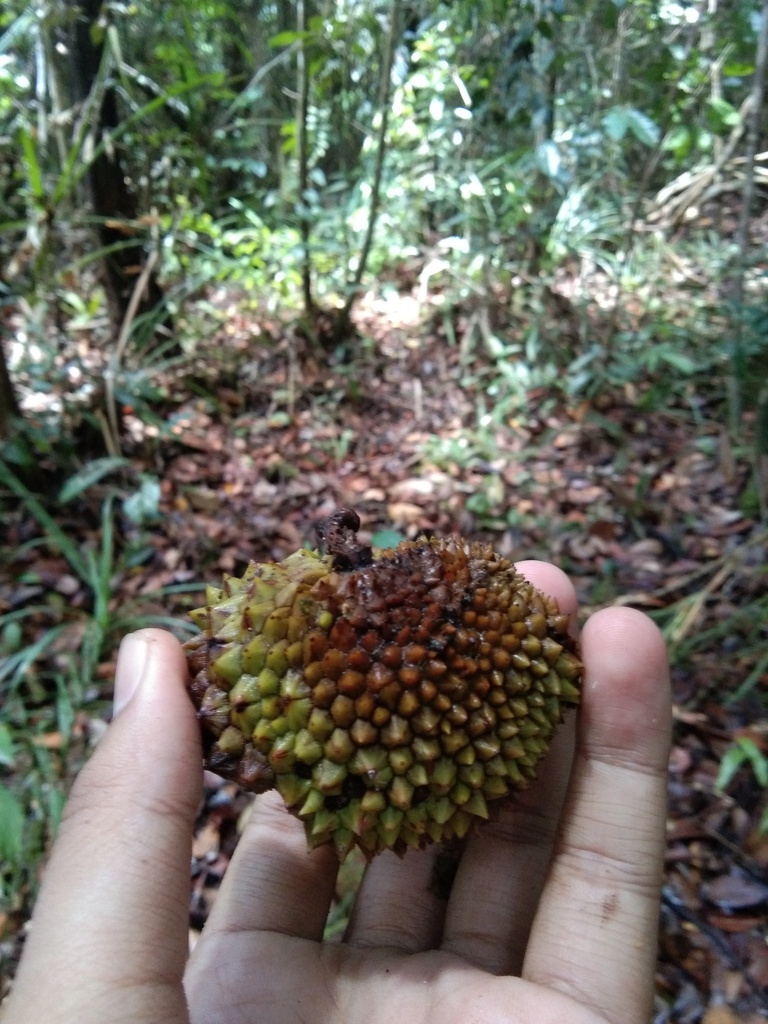 Parartocarpus venenosa (Parartocarpus venenosa)