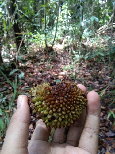 Pangi (Parartocarpus venenosus)