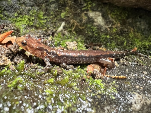 Cherokee Mountain Dusky Salamander