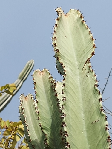 Common Tree Euphorbia