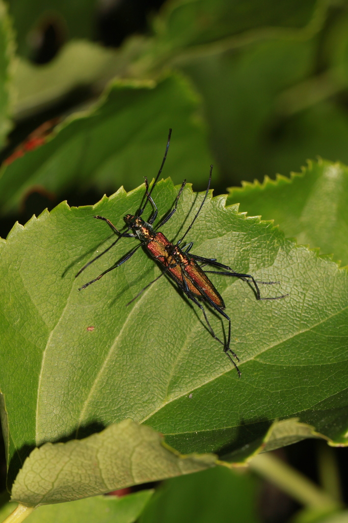 Chloridolum Viride From Horoman Riv Samani Hokkaido On June At Pm By Bridelia