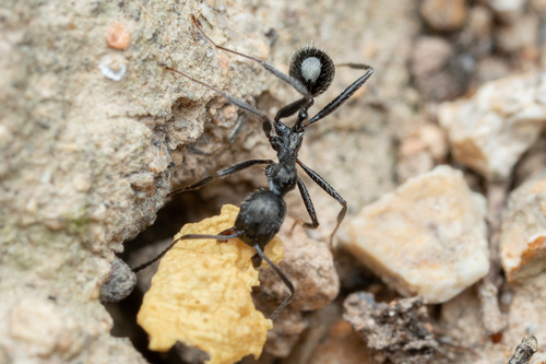 刺盘腹蚁Aphaenogaster spinosa