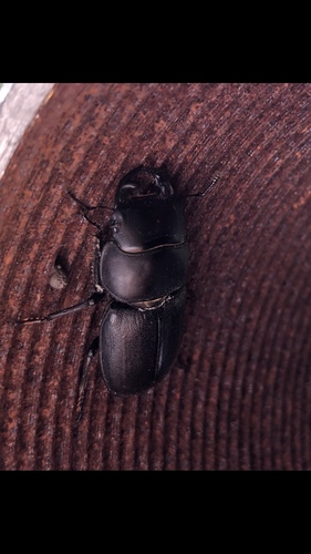Dorcus alexisi