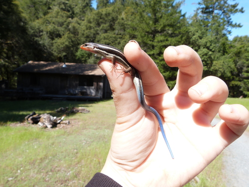 iNaturalist observation photo of Western Skink
