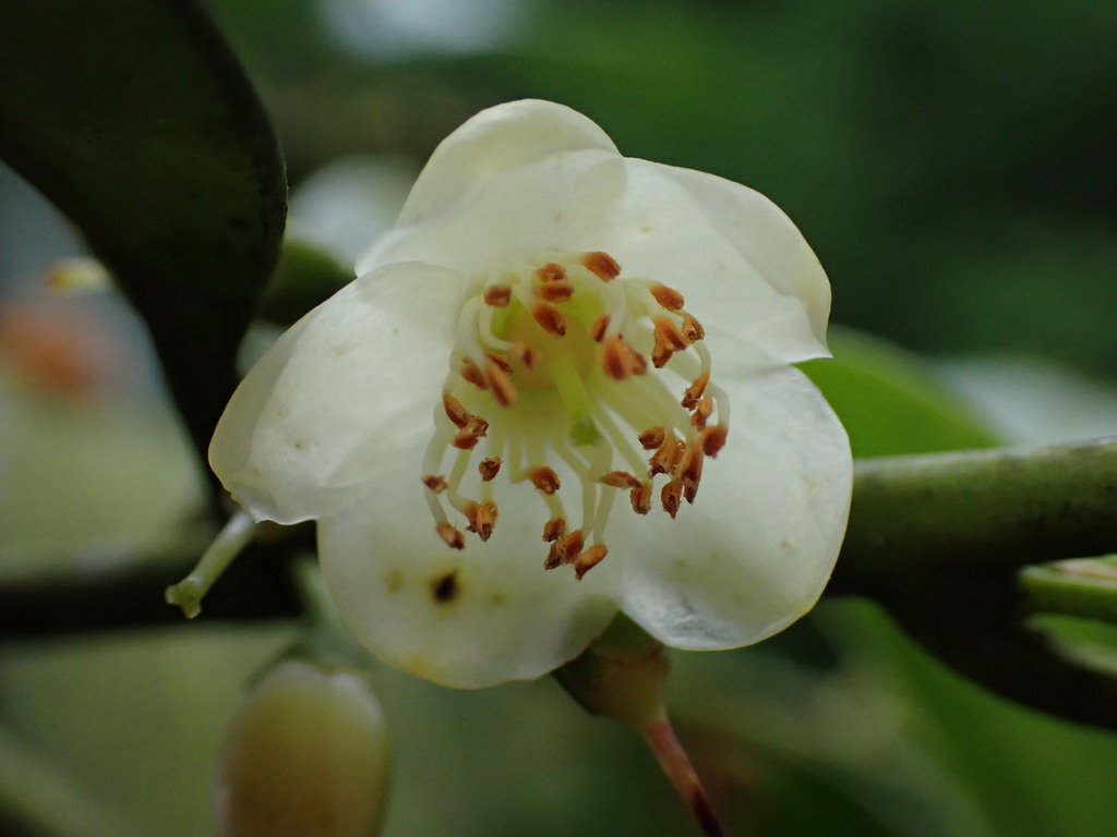 Cleyera japonica (Cleyera japonica)