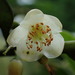 Cleyera japonica - Photo (c) yongzhe, all rights reserved, uploaded by yongzhe