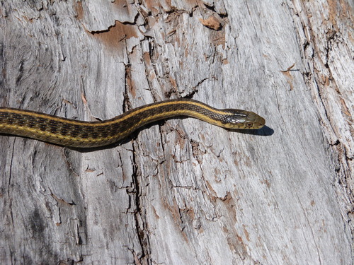 iNaturalist observation photo of Aquatic Garter Snake
