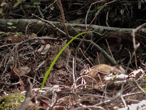 iNaturalist observation photo of Yellow-cheeked Chipmunk