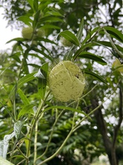 Gomphocarpus physocarpus image