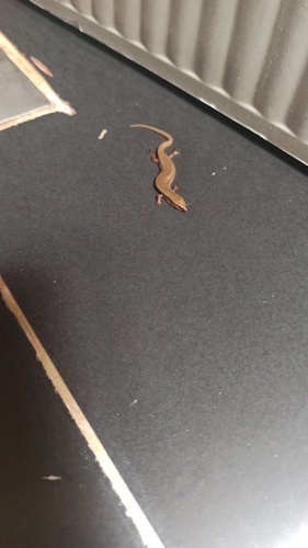 Ocellated Bronze Skink