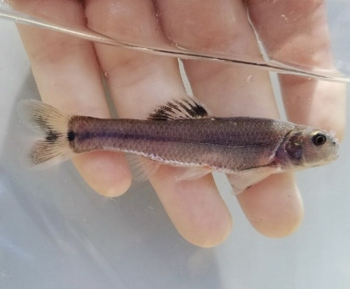 Bullhead Minnow