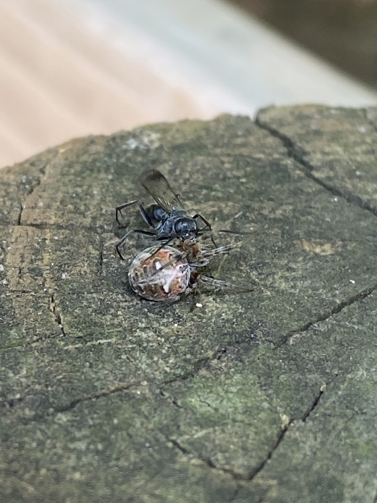 Agenioideus humilis from Gum Springs Rd, Taylors, SC, US on July 02