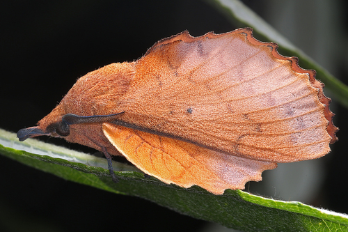 Gastropacha quercifolia (Linnaeus, 1758)