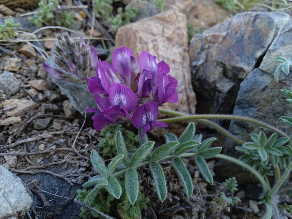 dwarf bladder oxytrope from Малчин, Монгол Улс on June 10, 2021 at 06: ...