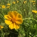 Lance-leaved Coreopsis - Photo (c) Laura Sieger, all rights reserved, uploaded by Laura Sieger