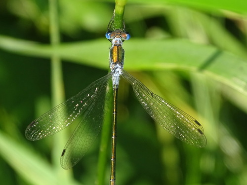 Common Spreadwing