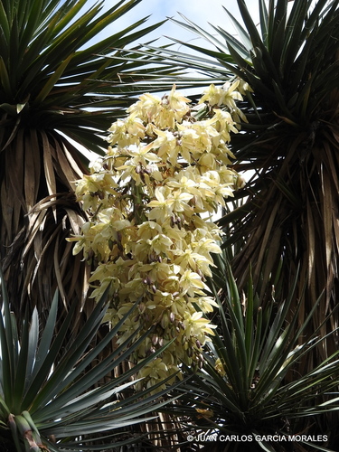 tree yucca