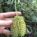 Tournefortia gigantifolia - Photo (c) makimaki, כל הזכויות שמורות