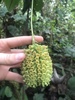 Tournefortia gigantifolia - Photo (c) makimaki, all rights reserved