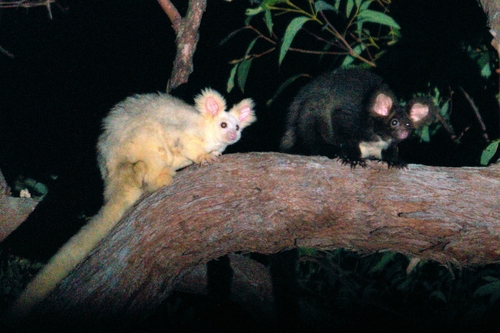Greater Glider
