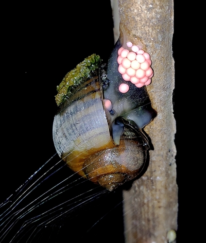 Channeled Apple Snail