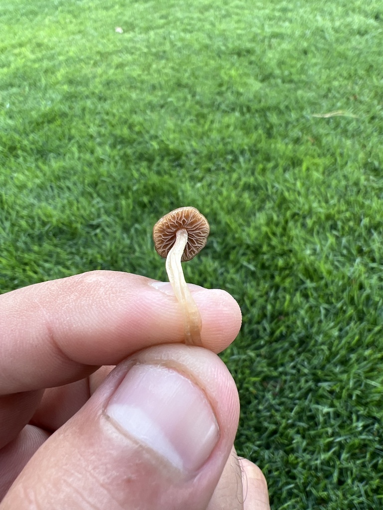 Mower's Mushroom from Apache-Sitgreaves National Forests, Pinetop ...